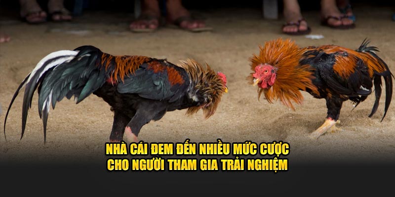 Nền tảng này cung cấp nhiều mức cược đa dạng, tạo điều kiện cho người chơi tận hưởng trải nghiệm đá gà Campuchia đầy hấp dẫn.