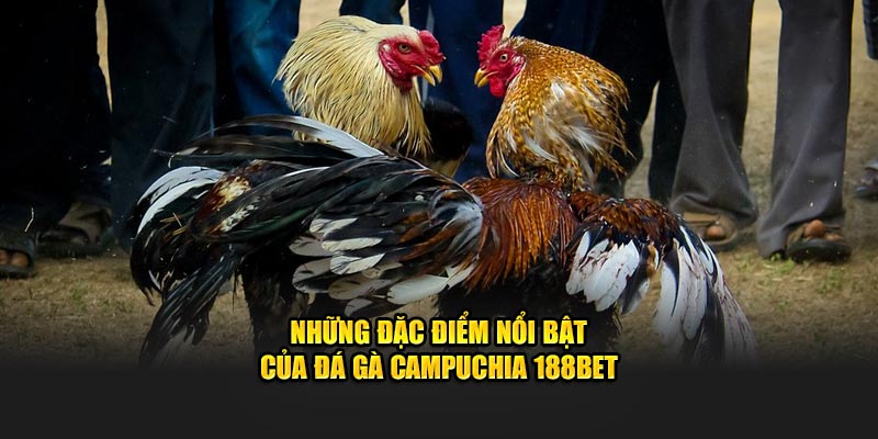 Các yếu tố nổi bật của Đá Gà Campuchia tại 188BET