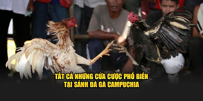 Cửa Meron là lựa chọn dành cho chiến kê có lợi thế trước khi trận đấu bắt đầu. Nền tảng này sẽ căn cứ vào các yếu tố như trọng lượng, thể trạng và thành tích thi đấu để xác định gà nào được xếp vào cửa Meron. Người chơi khi chọn cược này sẽ đặt niềm tin vào chiến kê có sức mạnh và khả năng thắng cao hơn.
